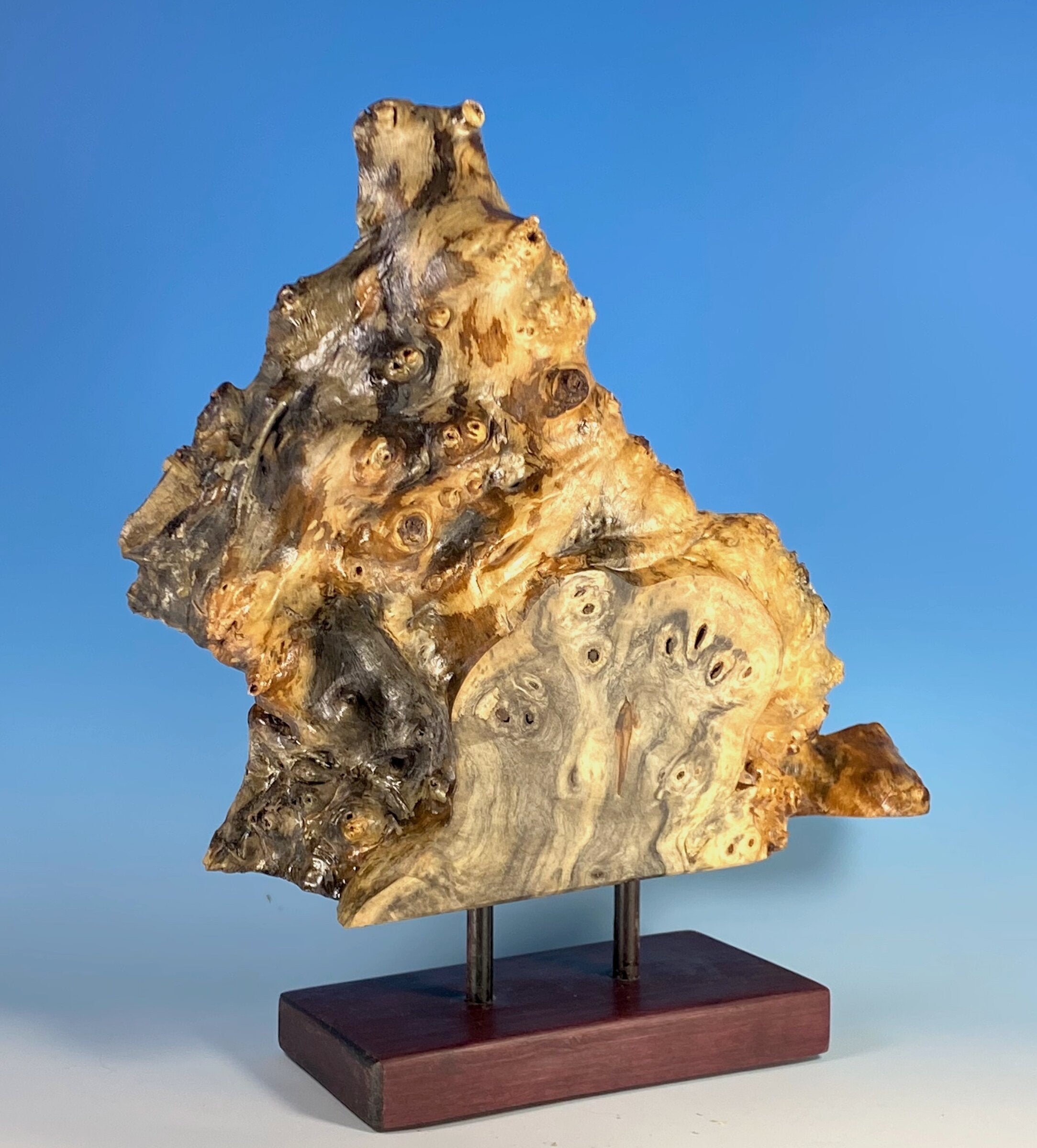 Buckeye Burl Mounted Slice