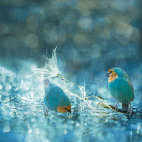 Wonderland