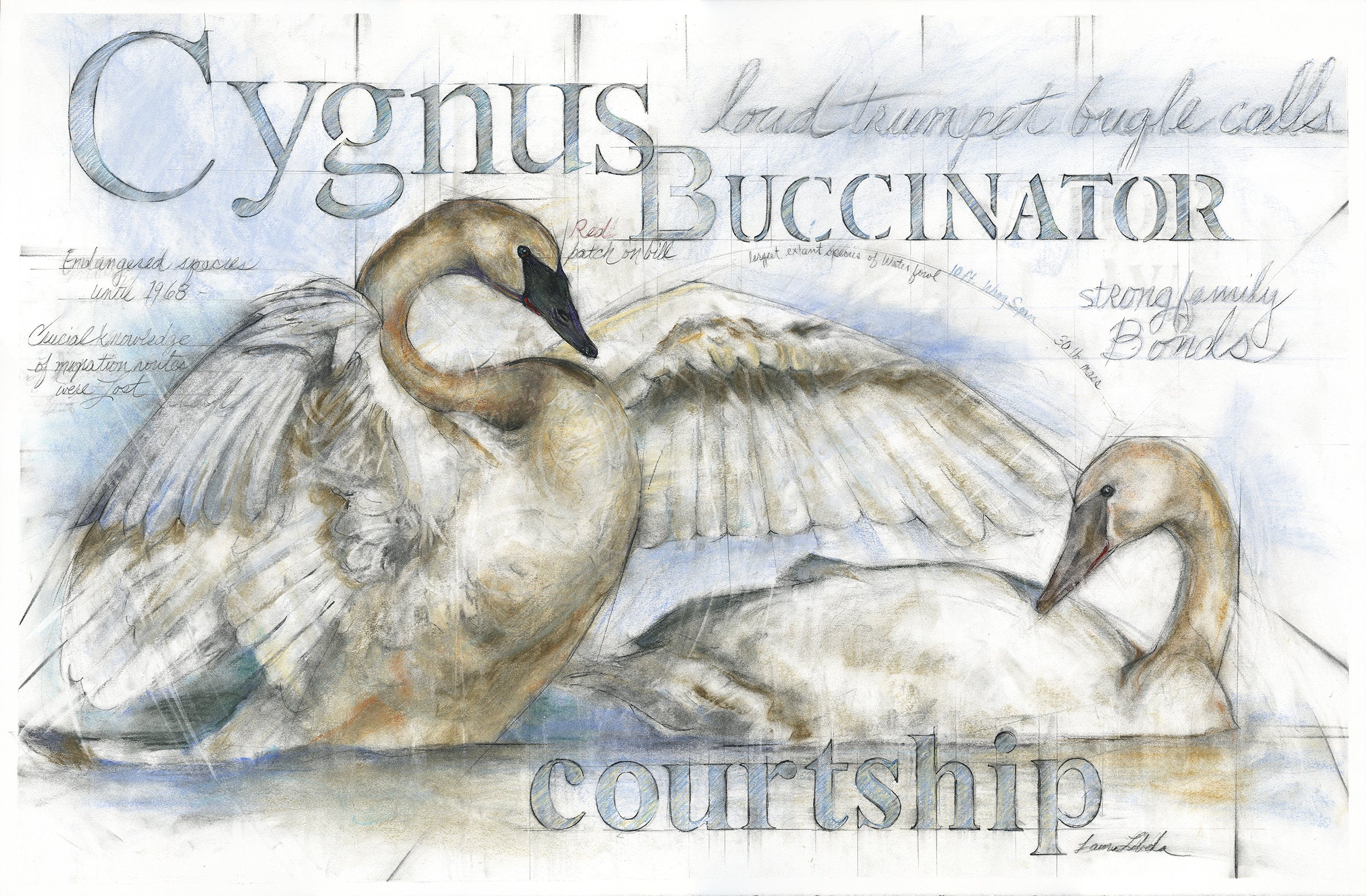 Swans Courtship