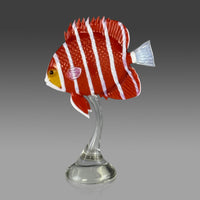 Peppermint Angelfish