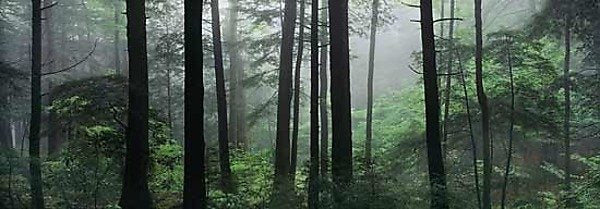 Quiet Forest