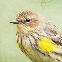 Song of a Warbler