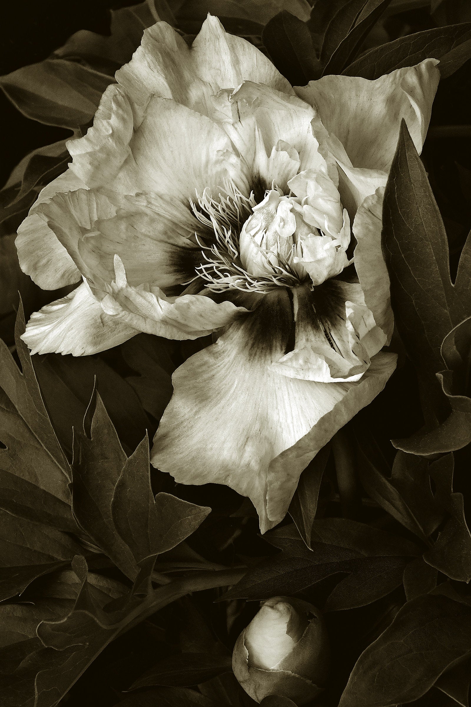 Our Peony
