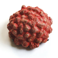 Urchin Pin #24
