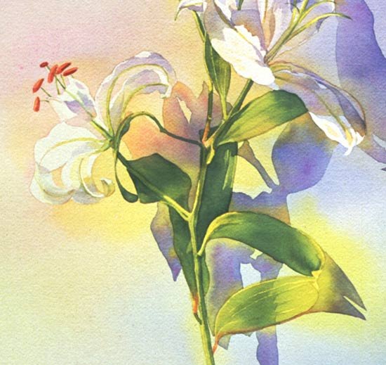 Lily