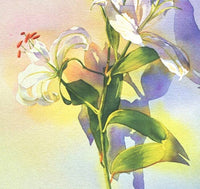 Lily