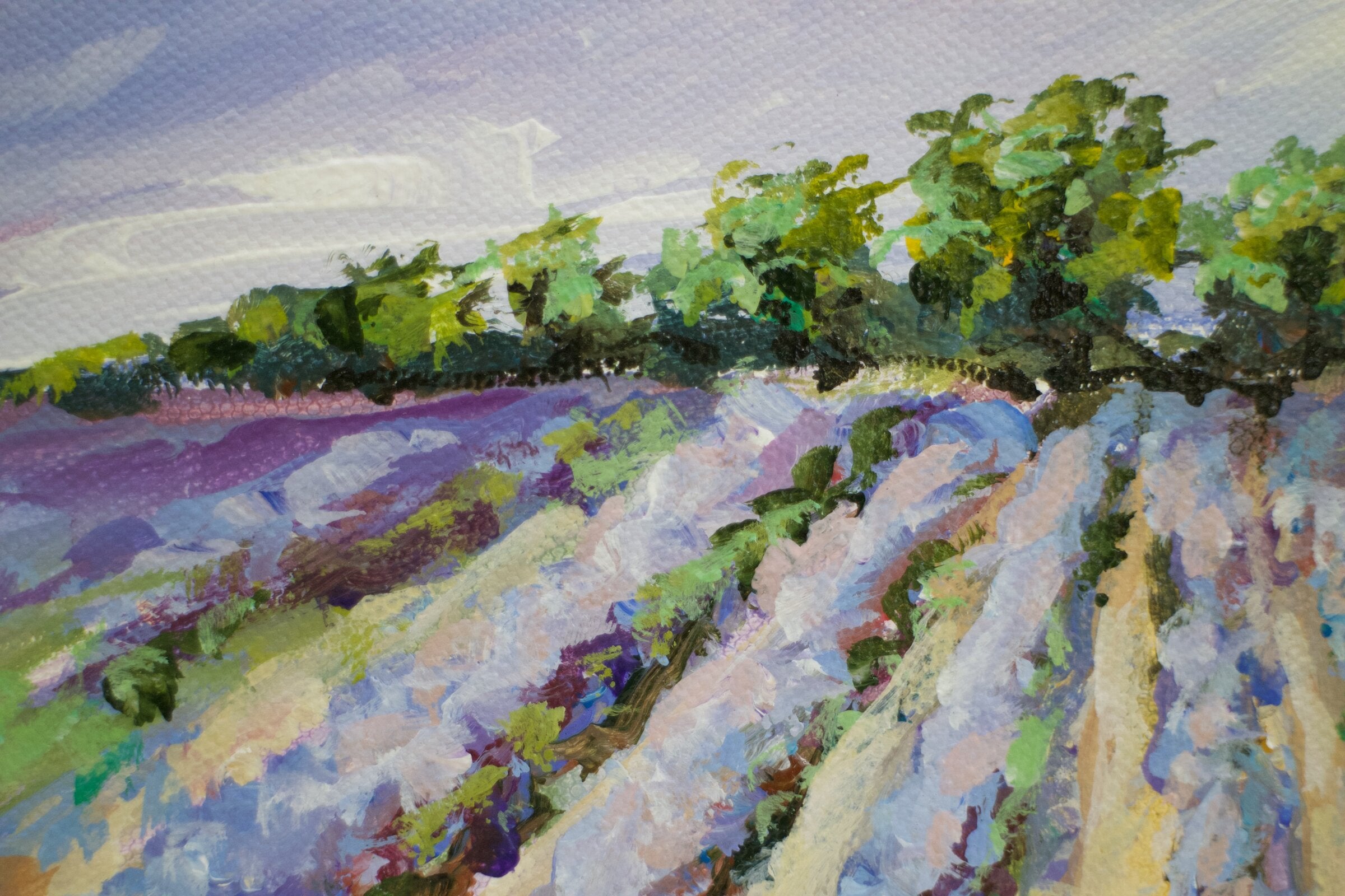 Lavender Field
