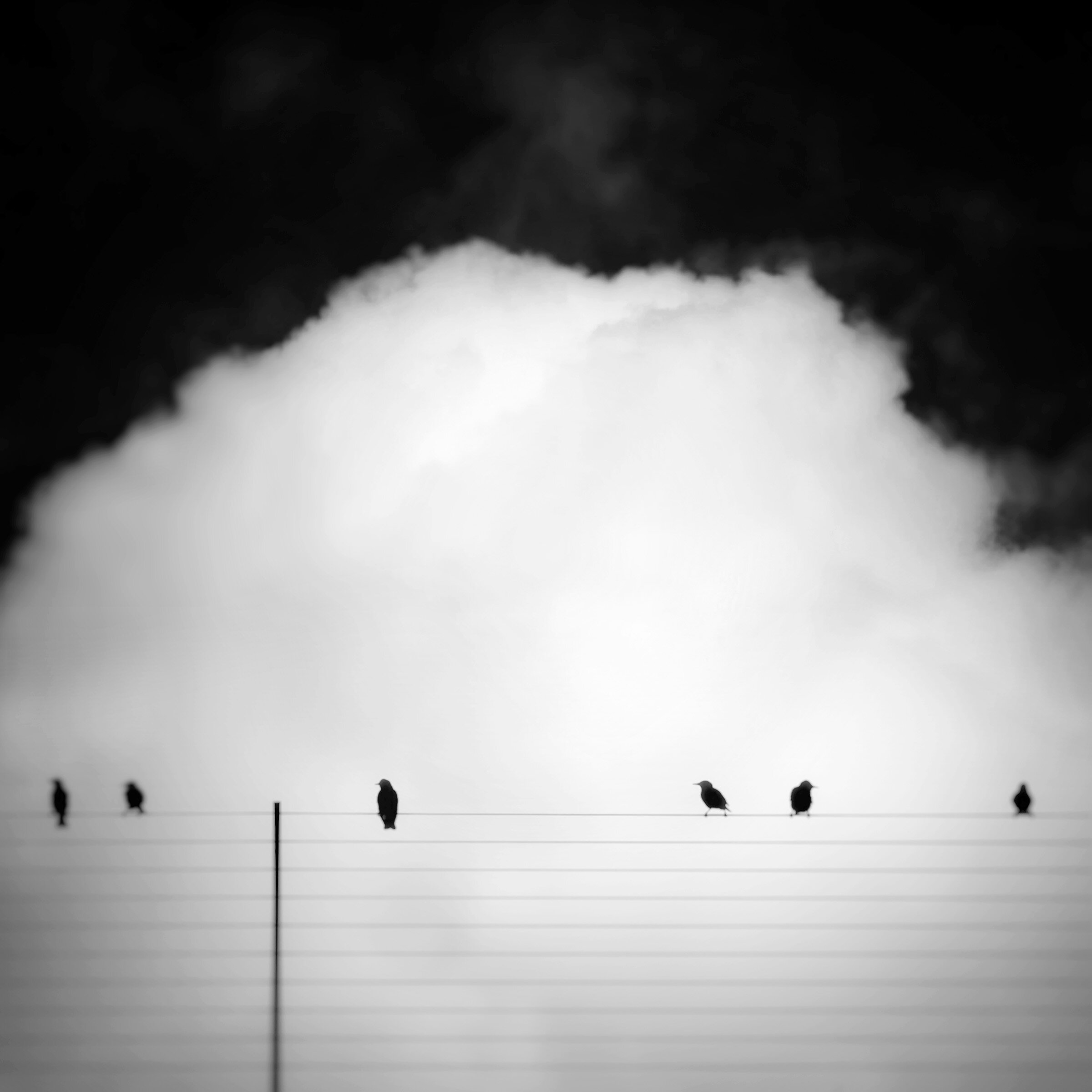Six Birds, Kansas City, Missouri