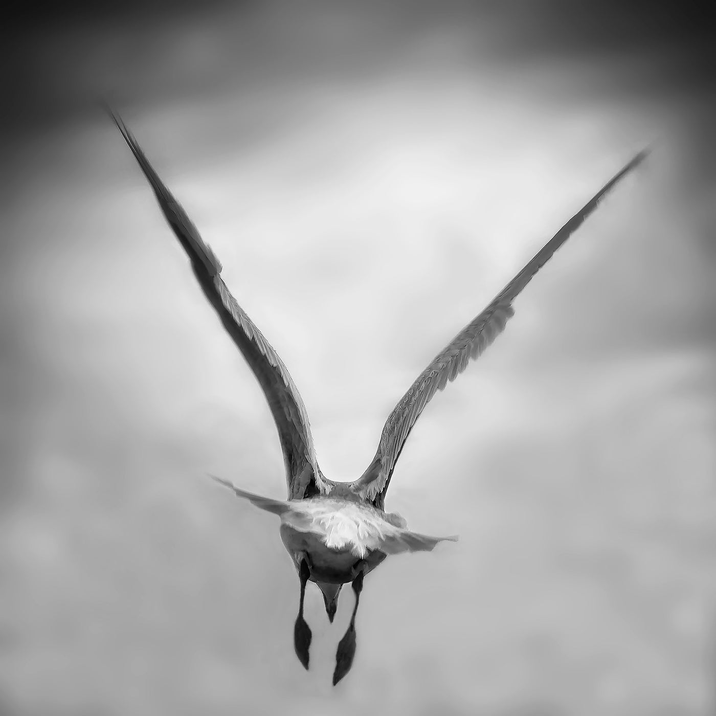 Seagull, Seaside, Oregon