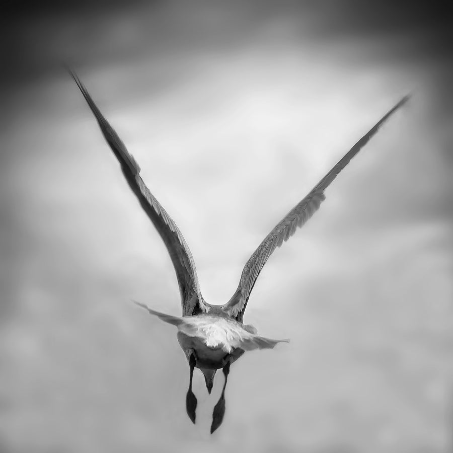 Seagull, Seaside, Oregon