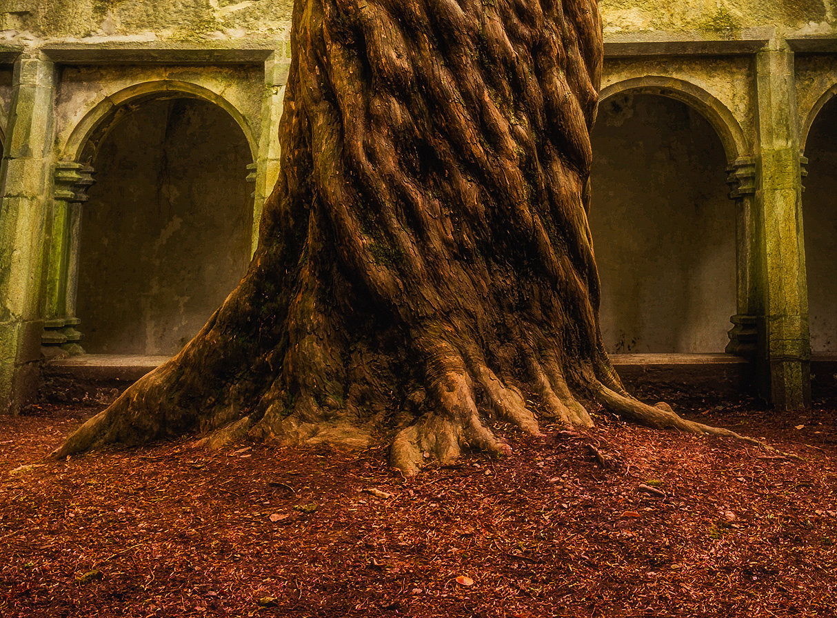Muckross Abbey Tree of Life