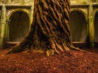 Muckross Abbey Tree of Life