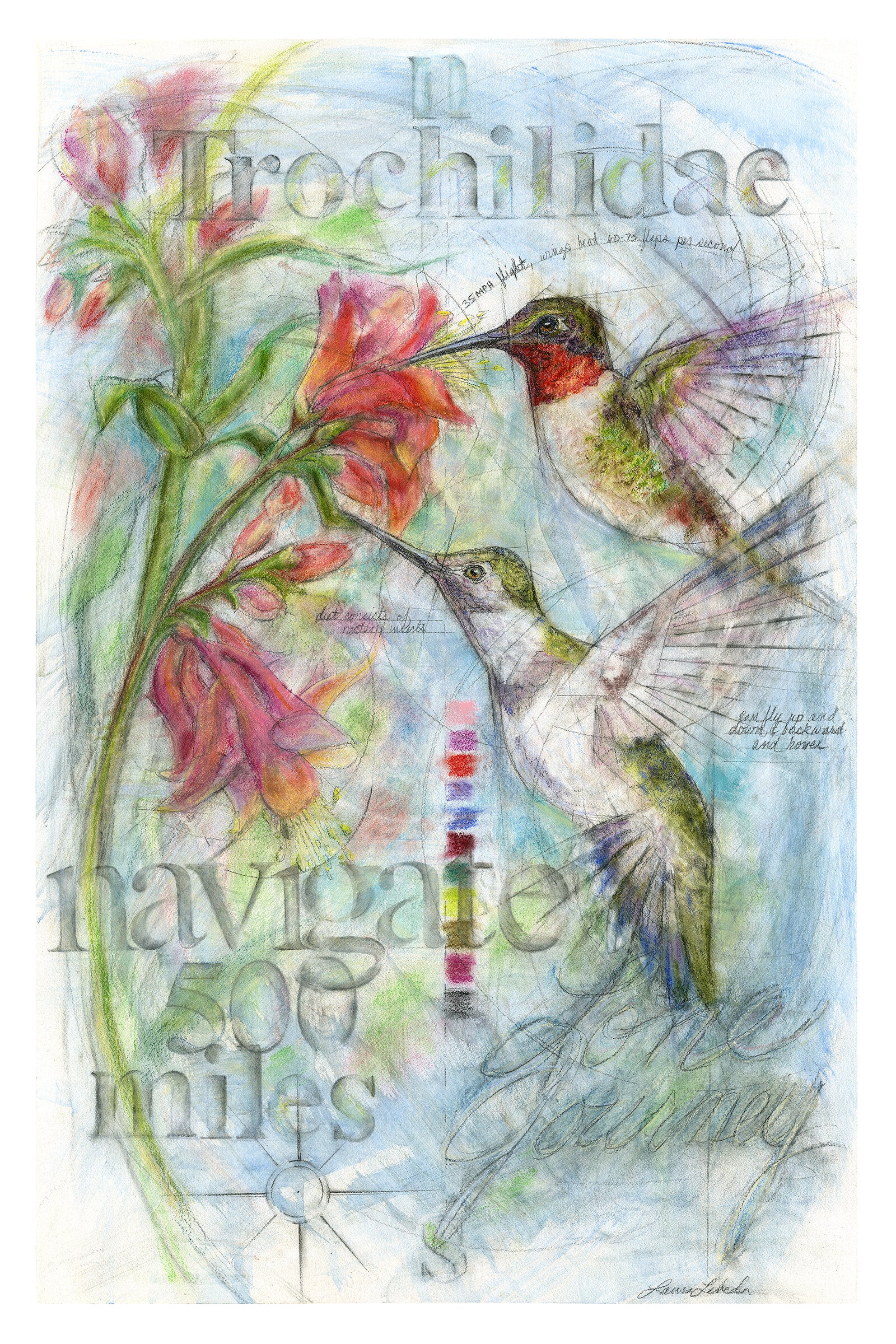Navigate - Hummingbirds