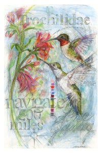 Navigate - Hummingbirds