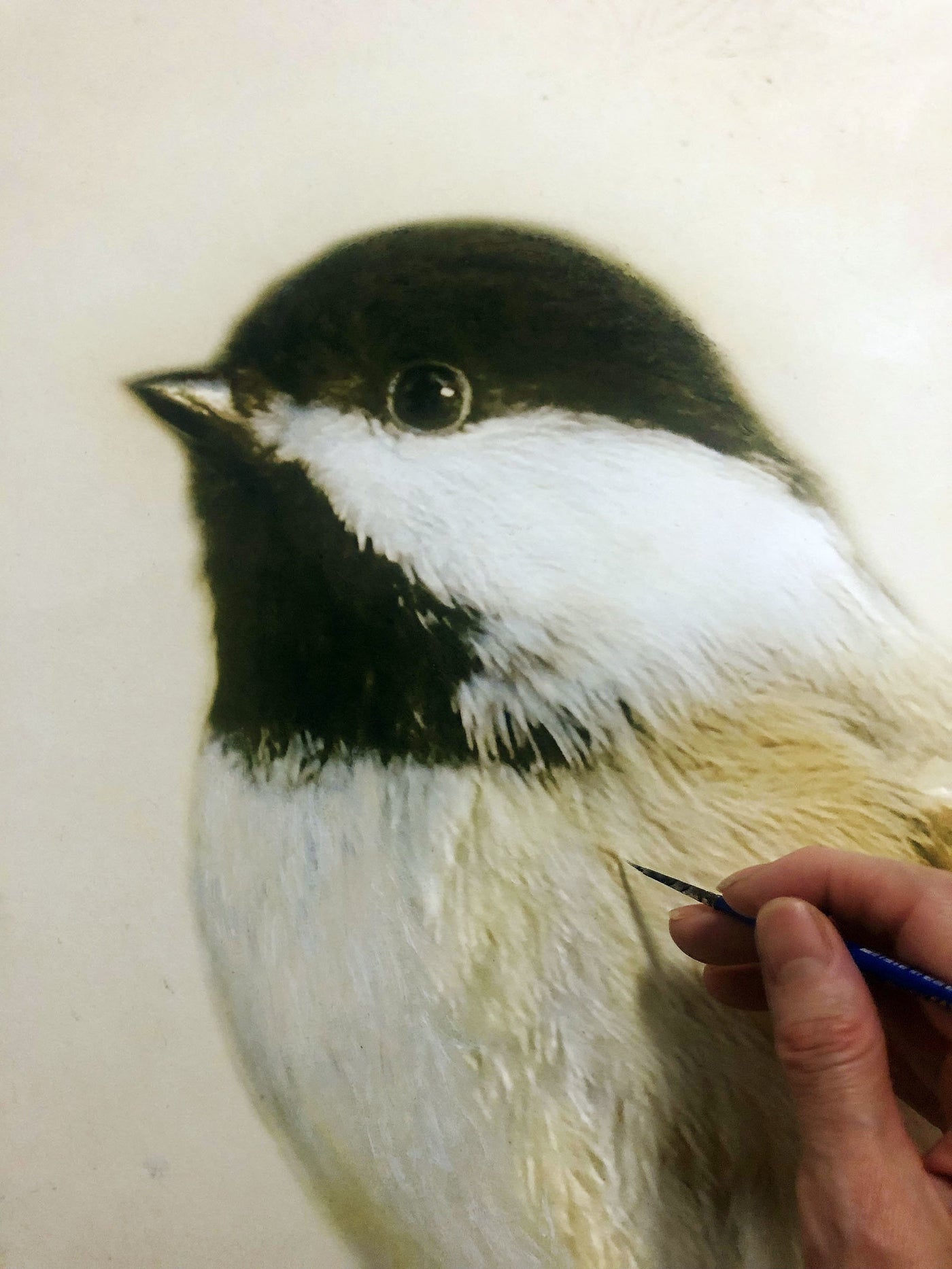 Song of a Black-Capped Chickadee