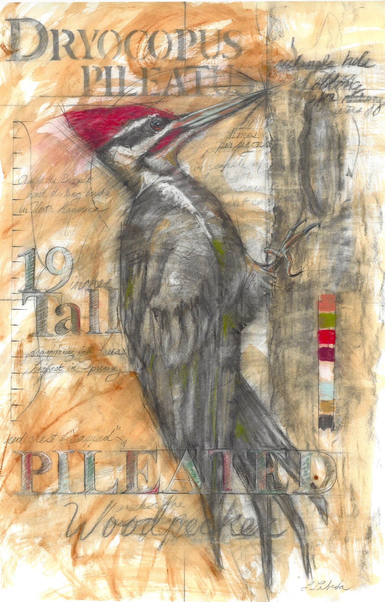 Pileated Woodpecker