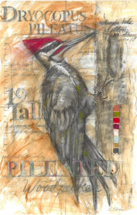 Pileated Woodpecker