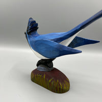 Black Throated Magpie Jay on Hill