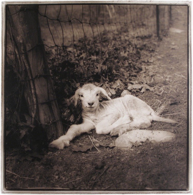 Spring Lamb, 2005