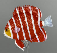 Peppermint Angelfish