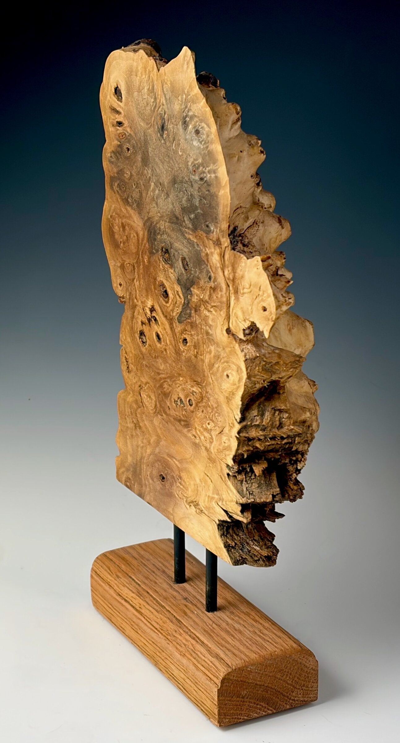 Buckeye Burl Slice