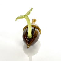 Acorn Sprout