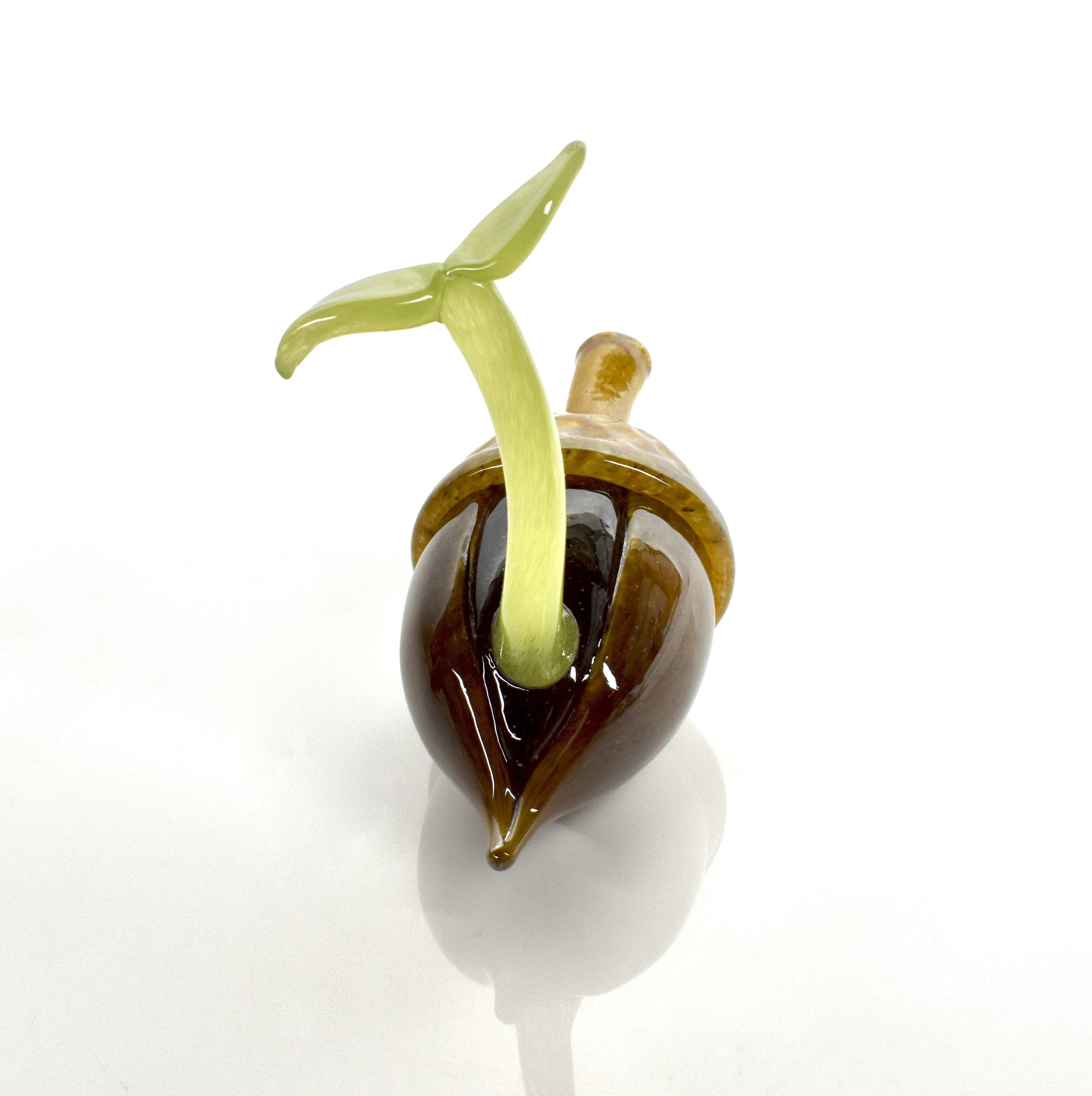 Acorn Sprout
