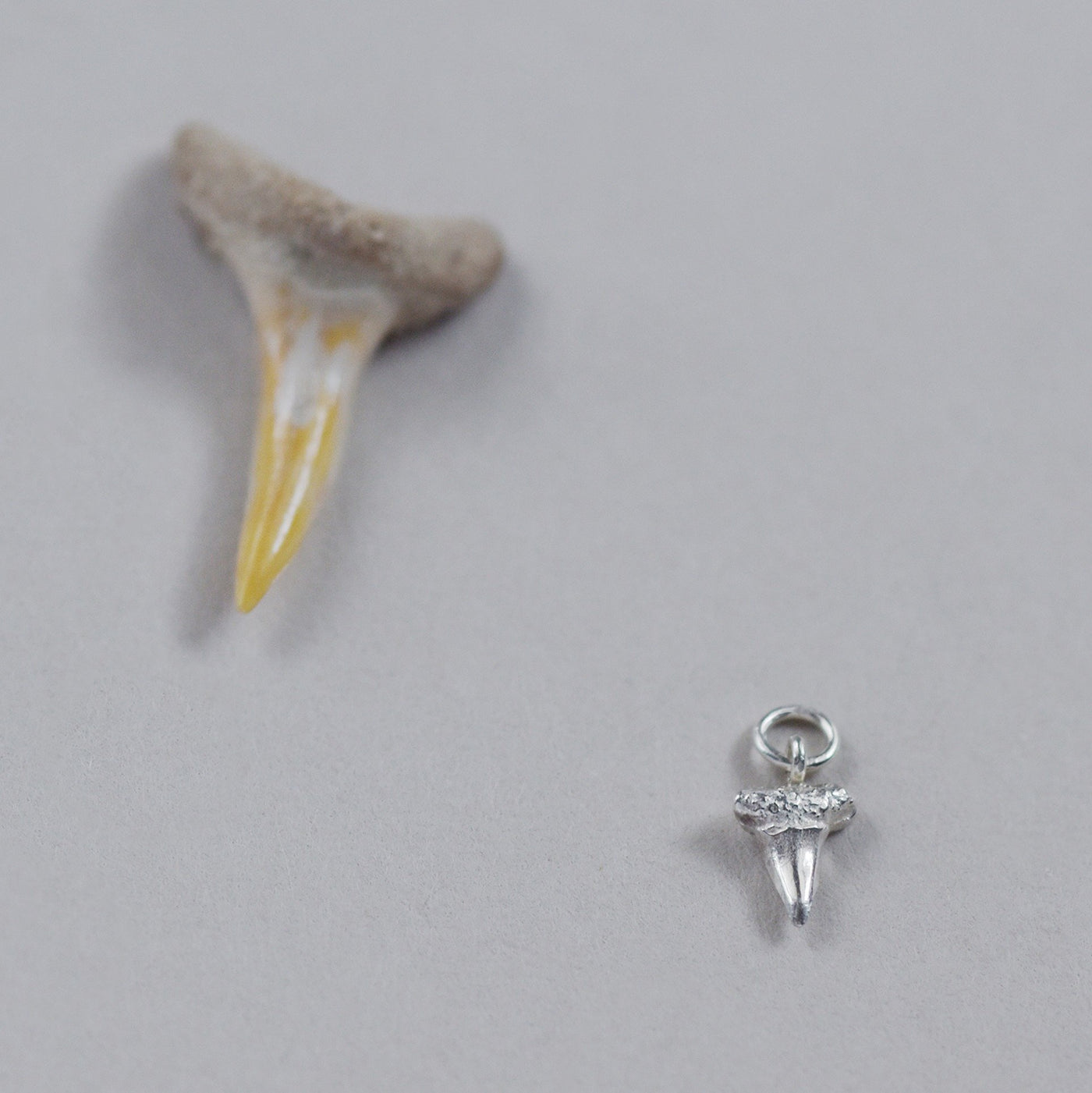 Shark Tooth Charm in Bright Silver, next to real shark tooth
