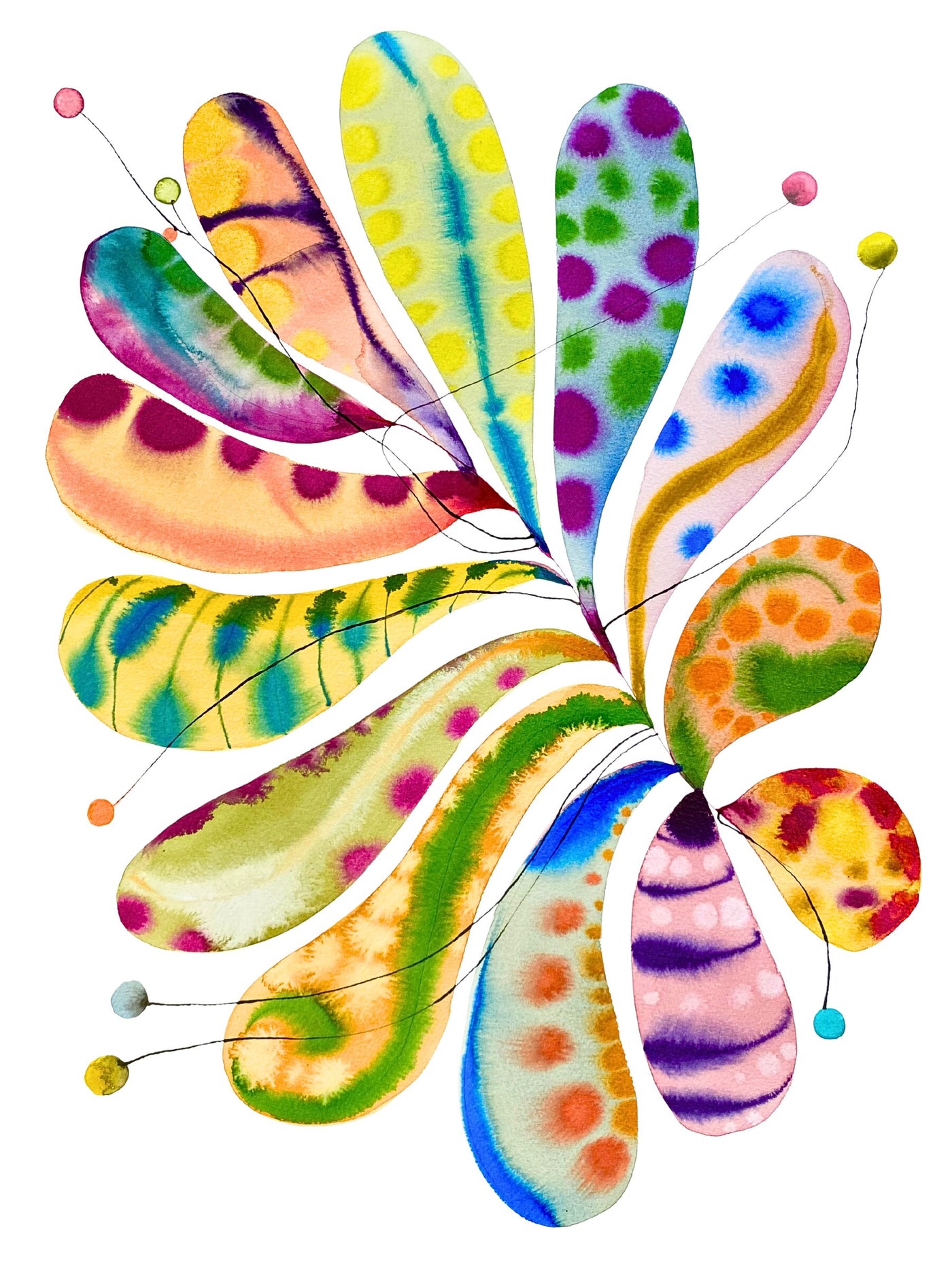 Oval Balloon Plant