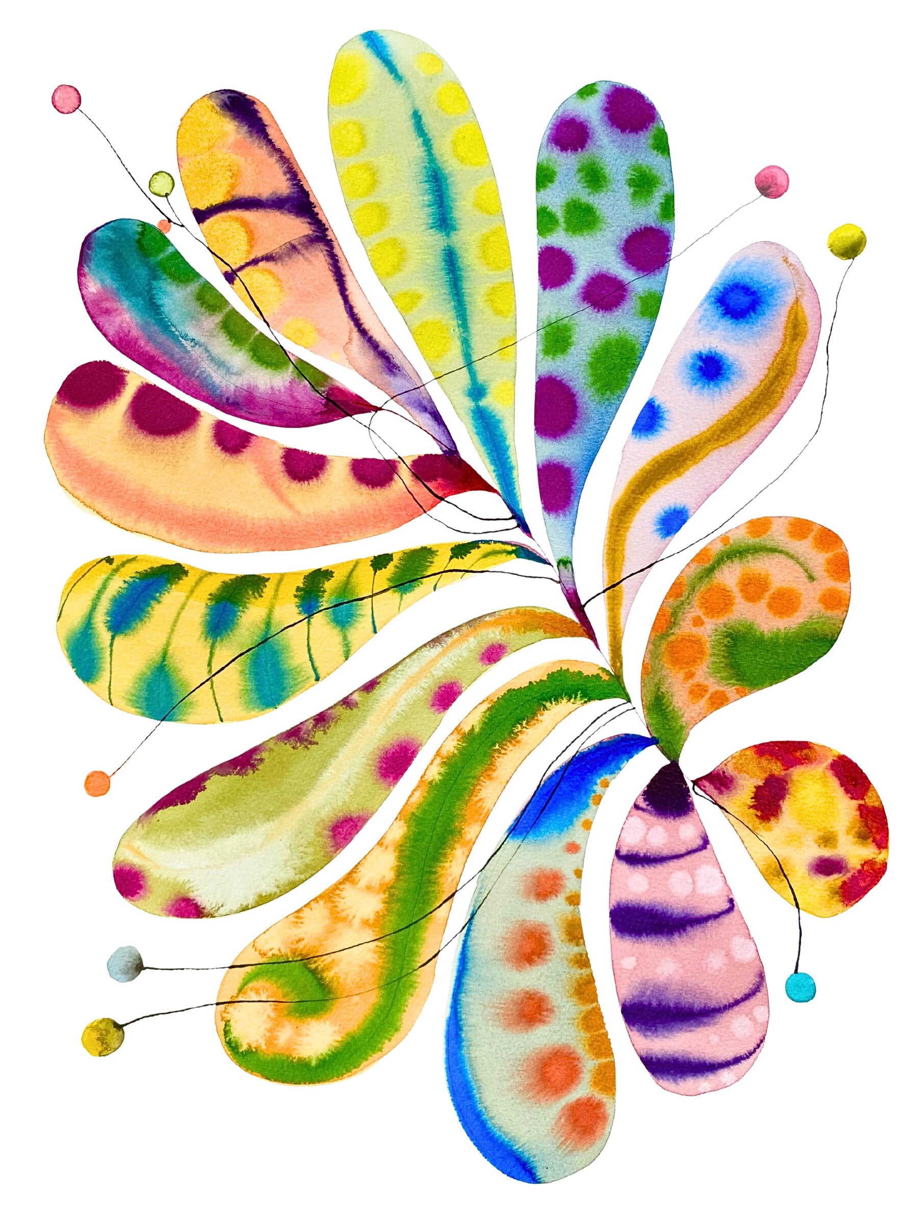 Oval Balloon Plant