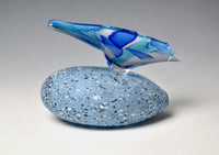 Blue Starling on River Stone