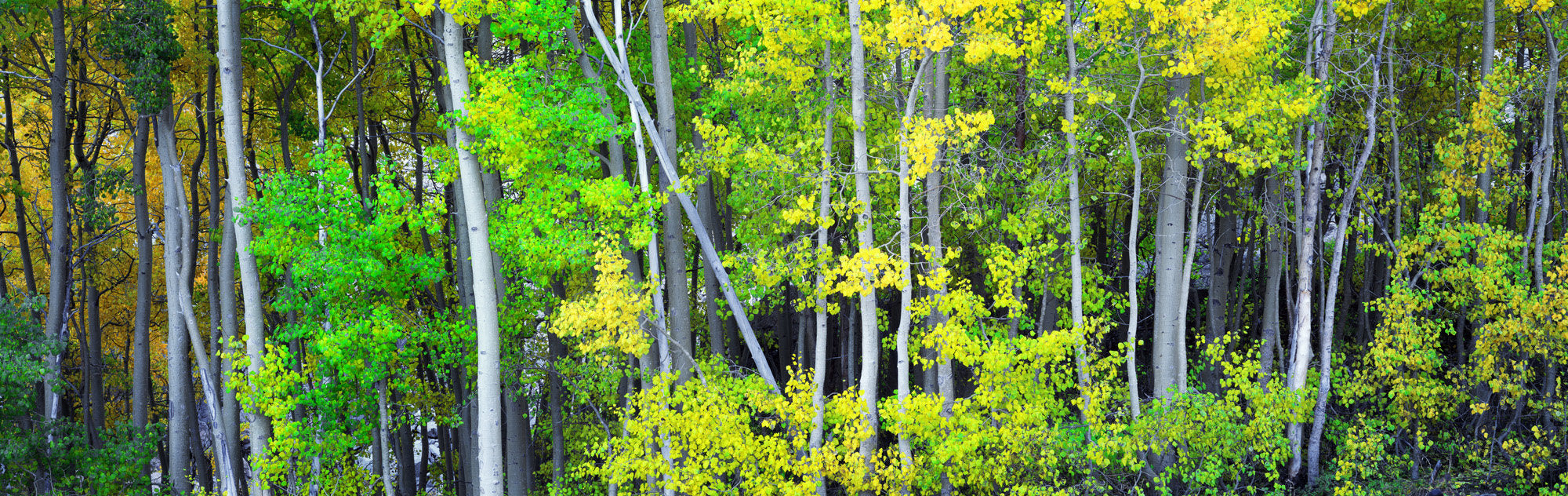 Aspen Grove