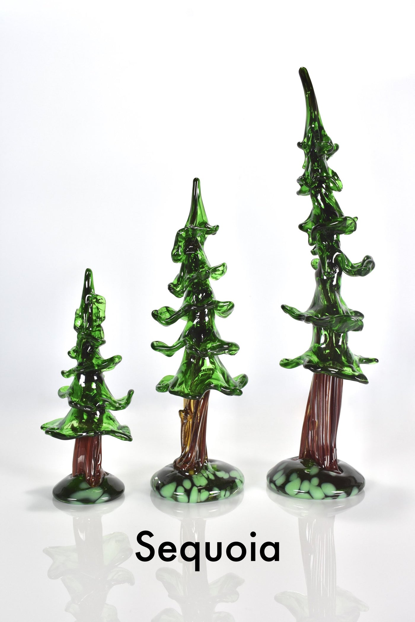 sequoia