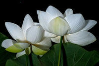 Double Lotus in White