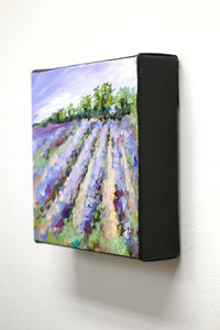 Lavender Field