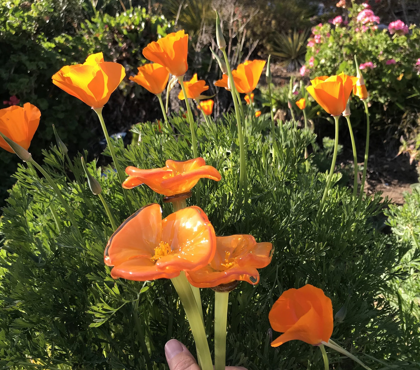 Forever Poppy Bouquet in Clear Bottle