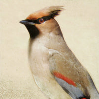 Song of a Waxwing