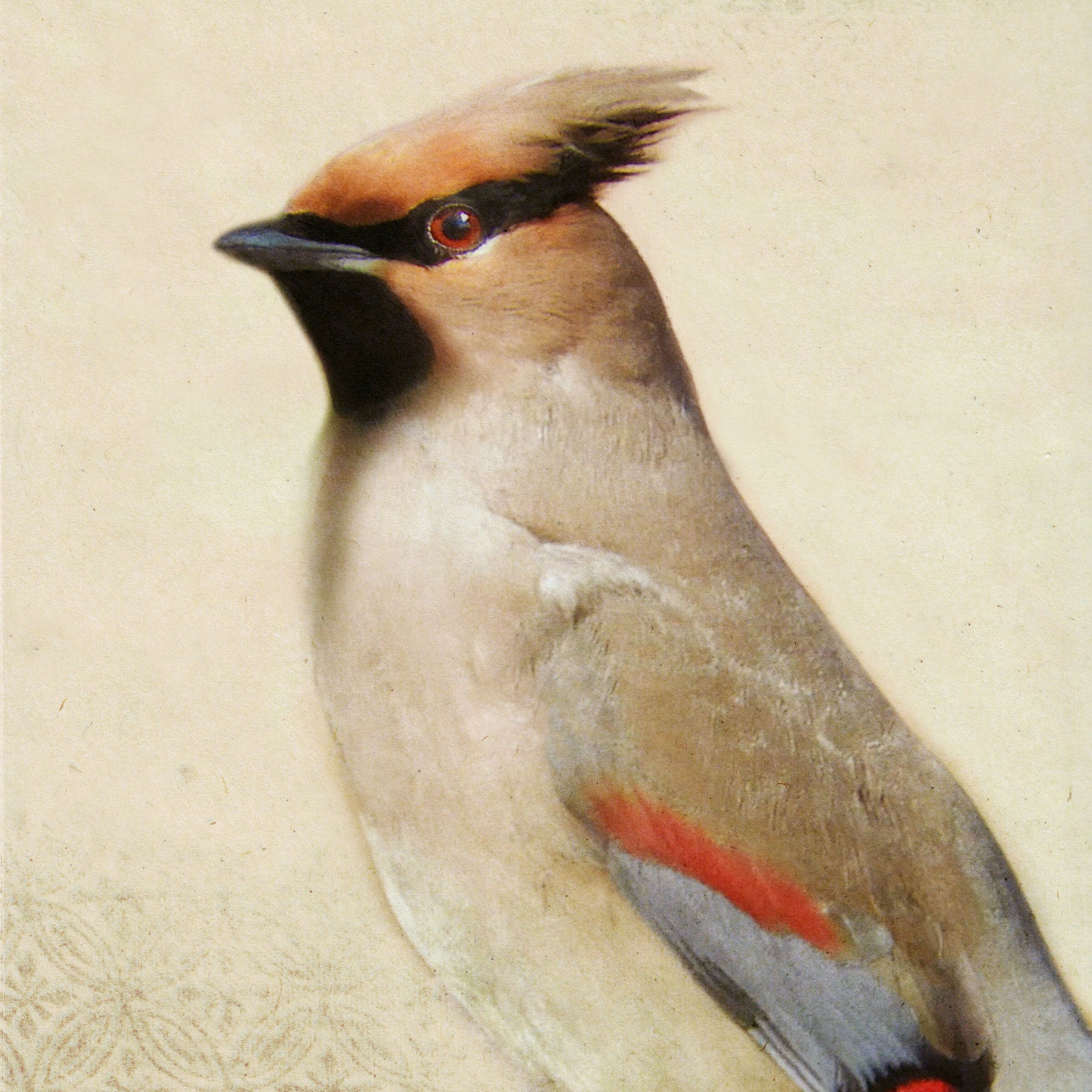 Song of a Waxwing