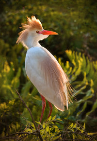 Egret Alert