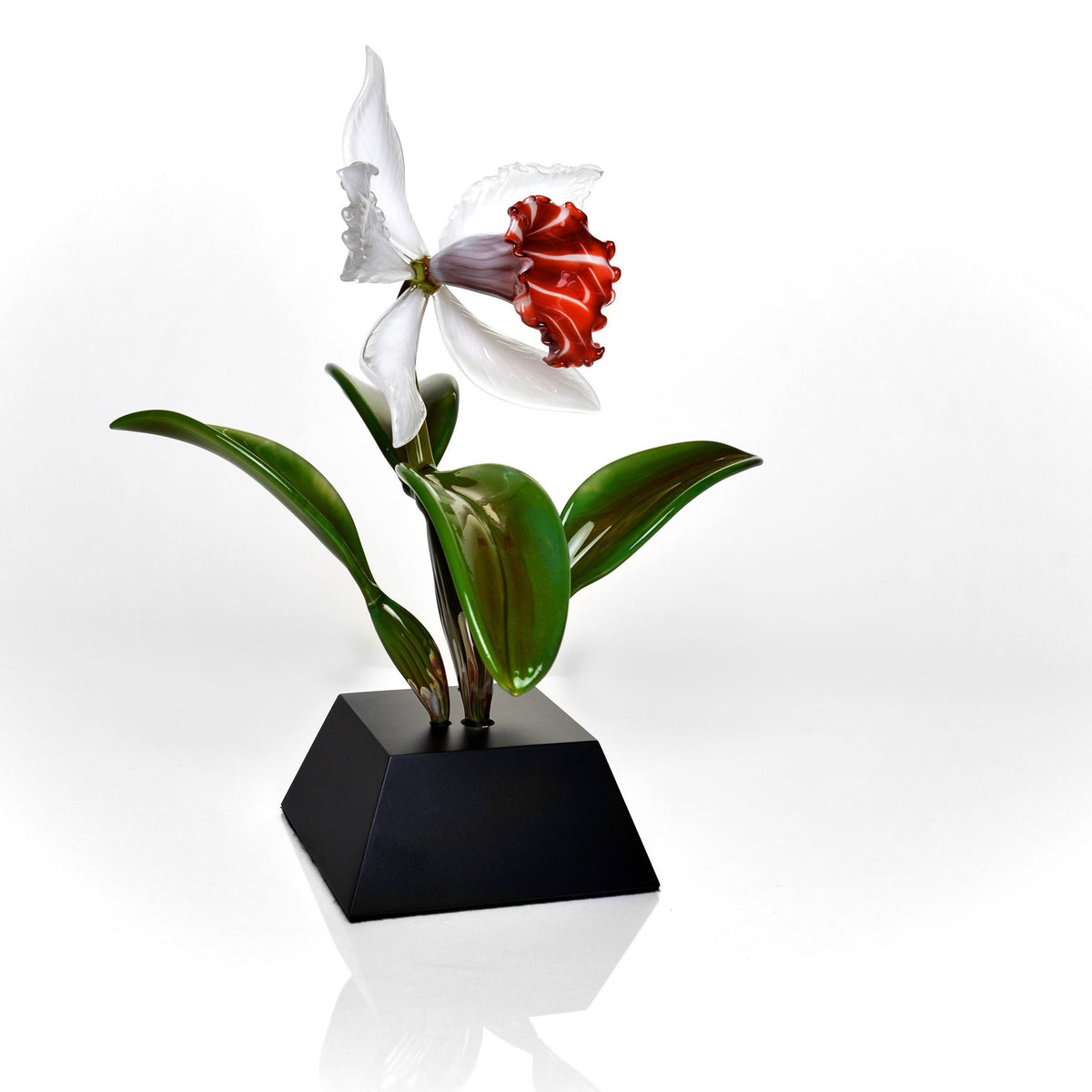 Cattleya Purpurata Orchid
