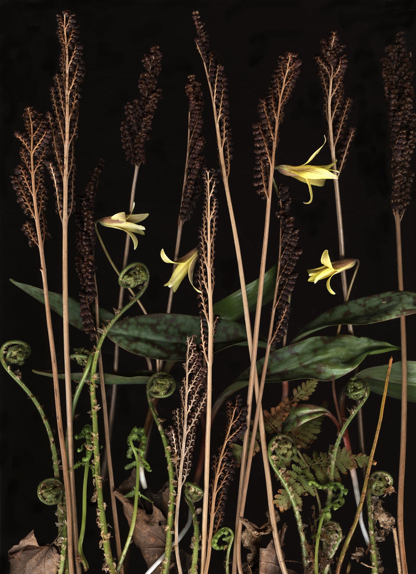 Troutlily Diorama