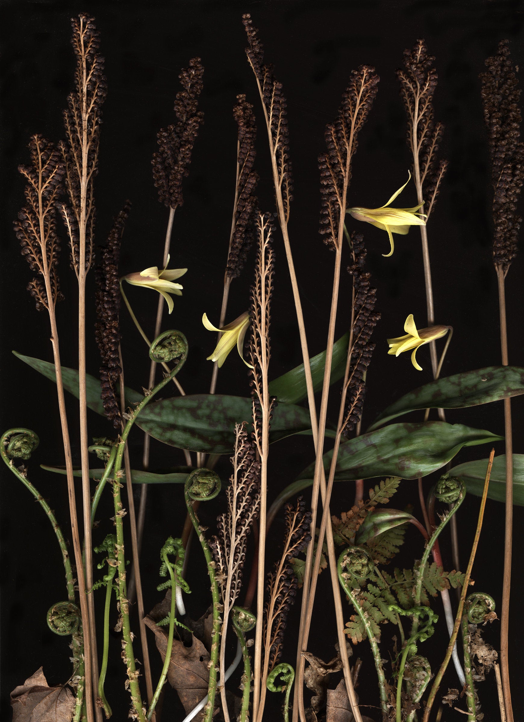 Troutlily Diorama