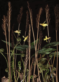 Troutlily Diorama