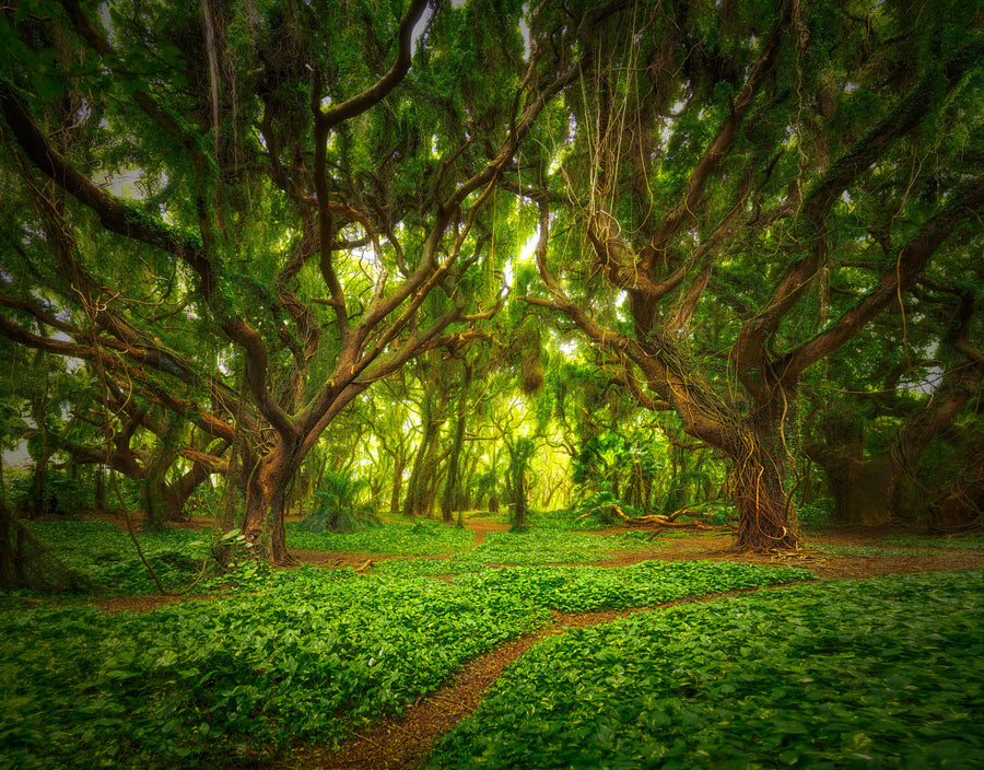 Whispers of Maui · Artful Home Whispers of Maui · Artful Home