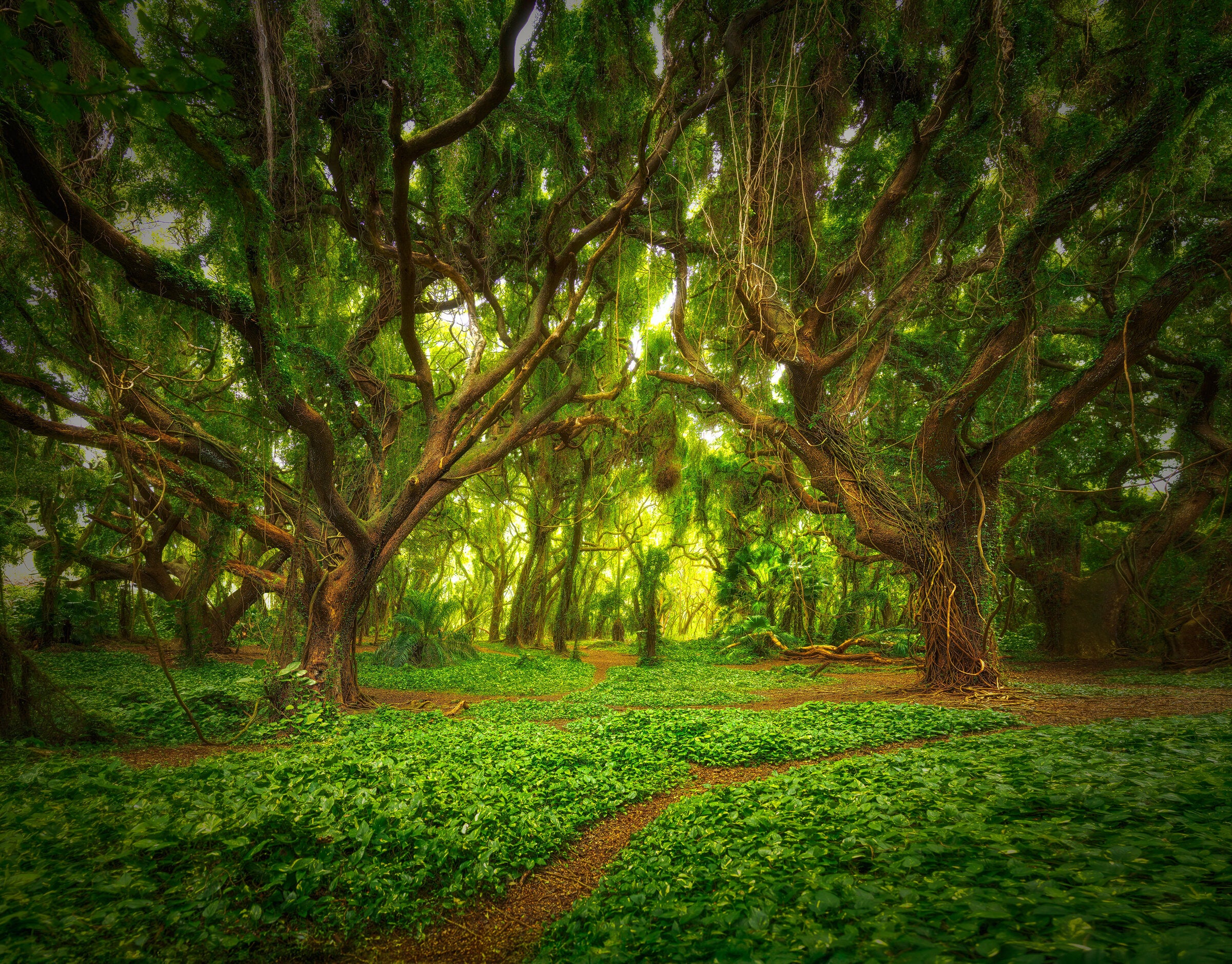 Whispers of Maui