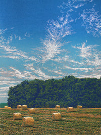 Summer Field