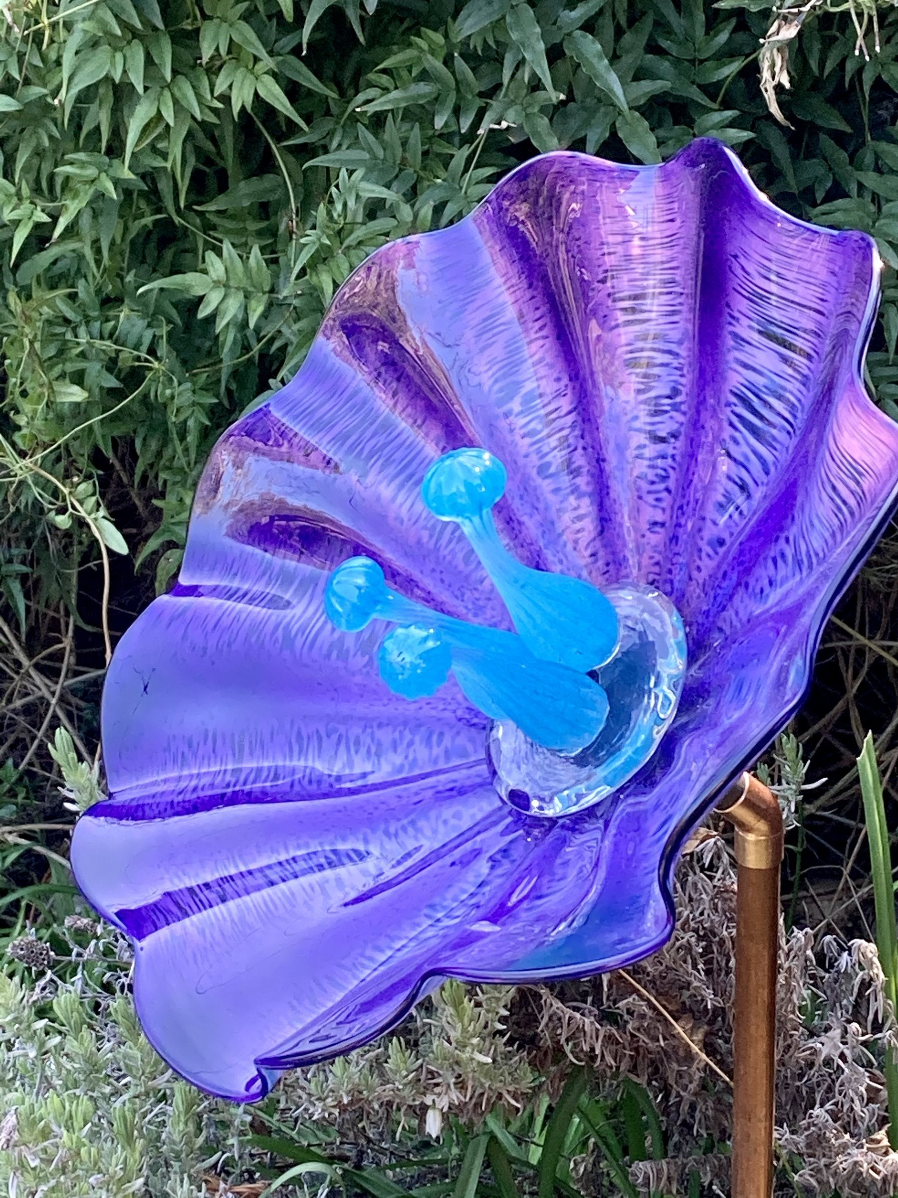 Fluted Hyacinth