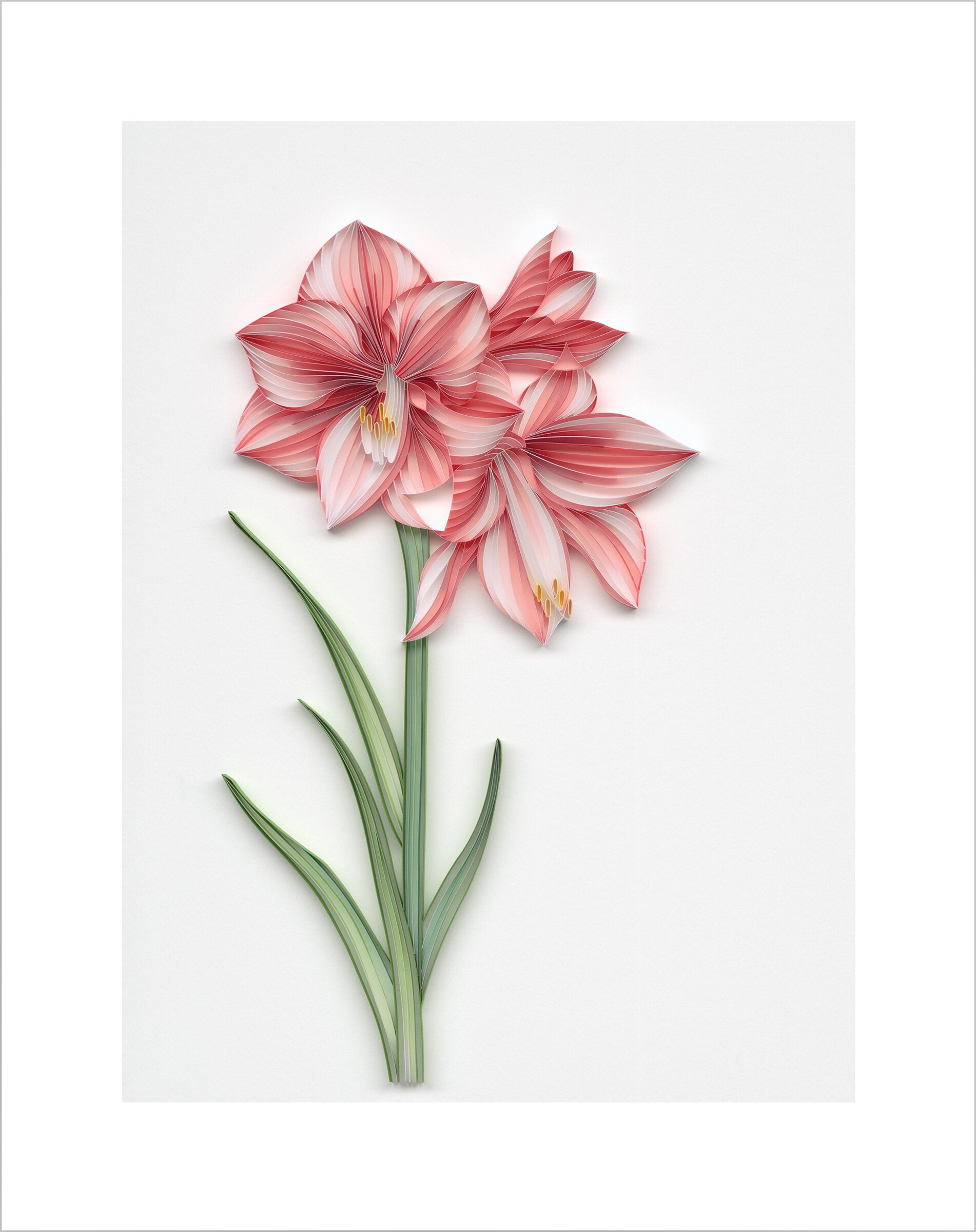 Amaryllis