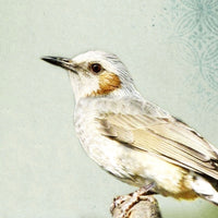 Song of a Brown-eared Bulbul