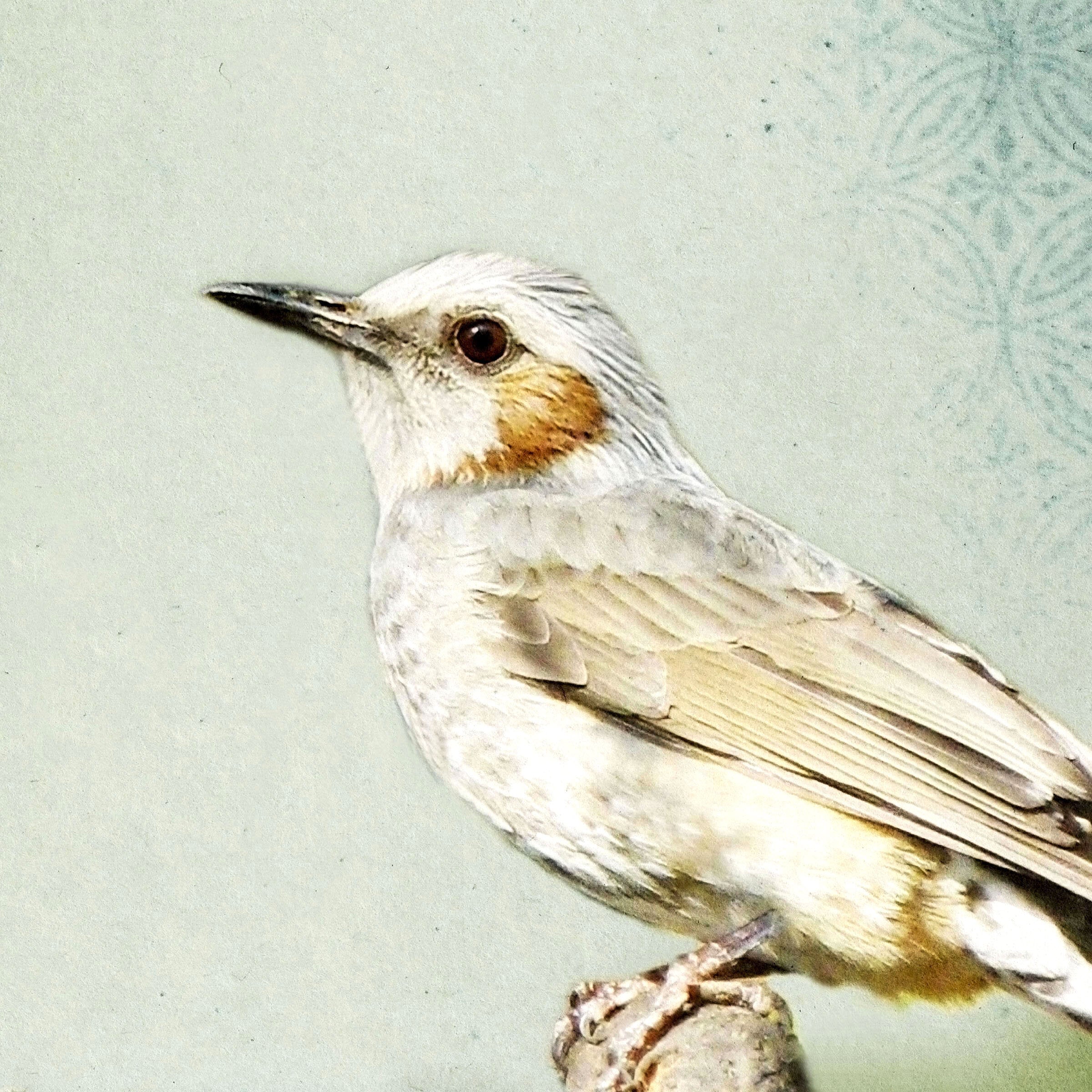 Song of a Brown-eared Bulbul